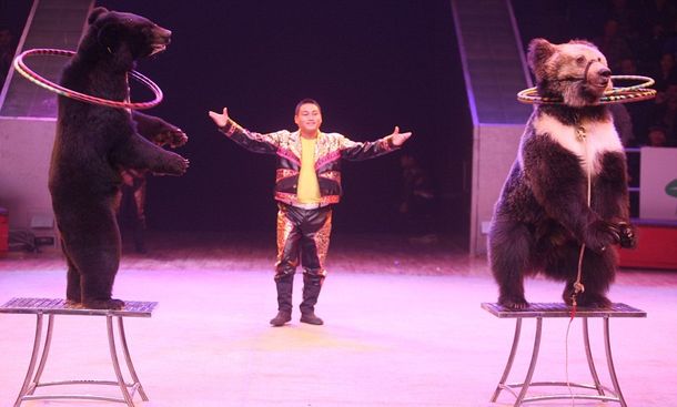 Polémica por un circo chino que emplea osos como acróbatas