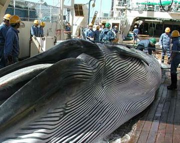 Es oficial: Japón volverá a cazar ballenas para su consumo comercial