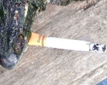 Seria adicción: esta tortuga fuma 10 cigarrillos por día