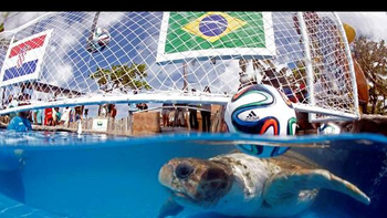 la tortuga cabecao ya dio su primer pronostico para el partido de brasil la tortuga cabecao ya dio su primer pronostico para el partido de brasil