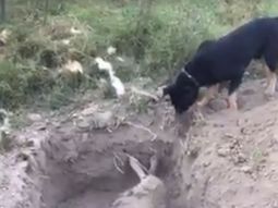 emotivo: un perro entierra a su amigo asesinado emotivo: un perro entierra a su amigo asesinado