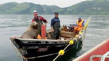 pasajero de lujo: lobo marino viaja en barco pasajero de lujo: lobo marino viaja en barco