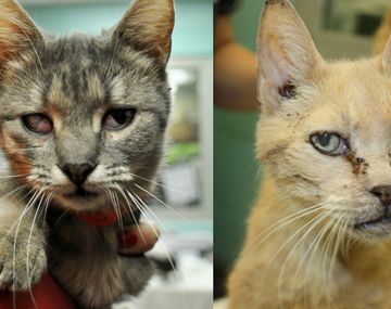 Rescataron a 88 gatos