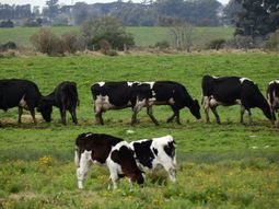 El Poder Ejecutivo vuelve a tomar medidas para apoyar a los productores lácteos. El Poder Ejecutivo vuelve a tomar medidas para apoyar a los productores lácteos.