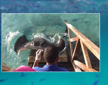 Una mantarraya quiere hacer amigos