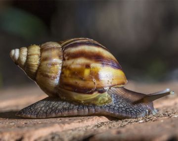 Alerta por una posible plaga del caracol gigante
