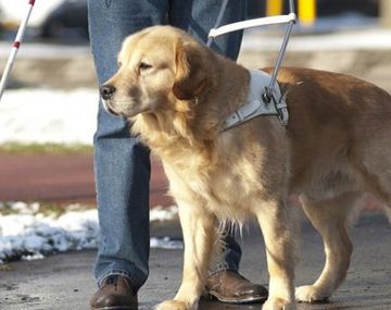 Sancionan a un taxista que se negó a llevar a un hombre ciego con su perro lazarillo