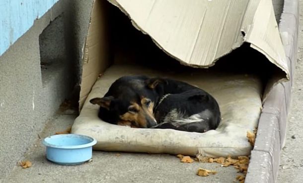 ¿Por qué hoy es el Día Internacional del Perro Callejero?