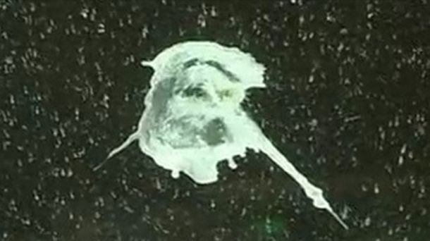 Insólito: encuentran la imagen de Jesús en excremento de aves