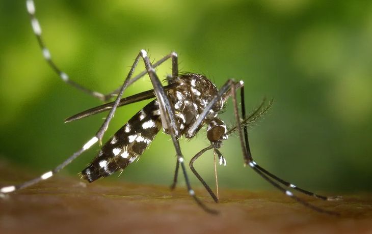 Según la OPS, este año se superará el récord histórico de casos de dengue