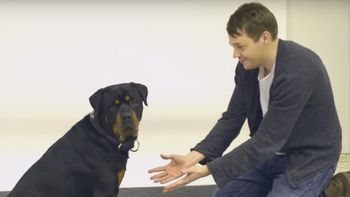 video: ¿como reaccionan los perros ante un truco de magia? video: ¿como reaccionan los perros ante un truco de magia?