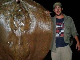 Pescaron una raya gigante en Santa Fe