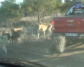 Puede solo: un puercoespín se enfrentó a una manada de leonas hambrientas