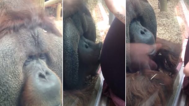 Pura ternura: un orangután le da un beso a la panza de una embarazada