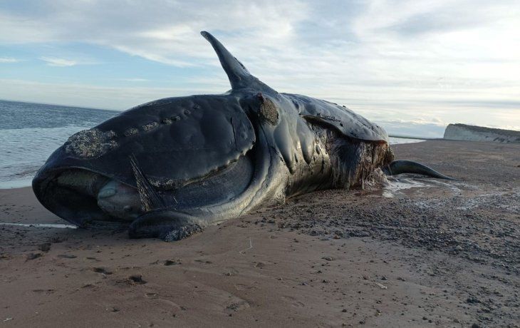 21 ballenas franca austral aparecieron muertas en Península Valdés.