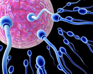 El drama del espermatozoide occidental