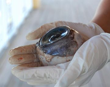 Revelan el posible origen del enorme ojo hallado en una playa