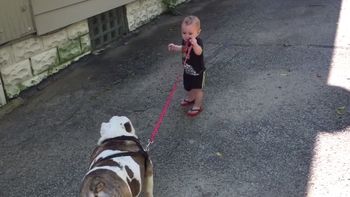 video: un bulldog no quiere que un bebe lo lleve a pasear video: un bulldog no quiere que un bebe lo lleve a pasear