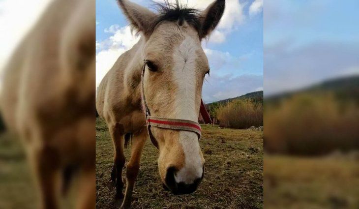 El Bolsón: robaron y faenaron una yegua y enfrentan un juicio por maltrato animal