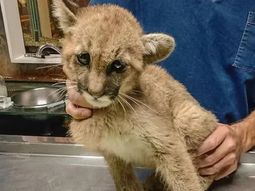 San Juan: una puma fue rescatada tras quedar atrapada en una pileta vacía