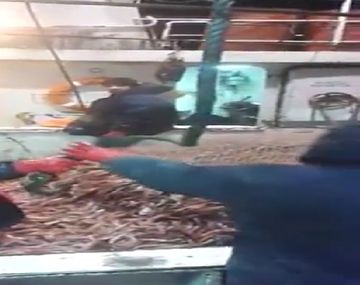 Arrojan ocho toneladas de langostinos muertos al mar