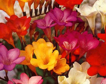 ¿Cuándo arranca realmente la primavera?