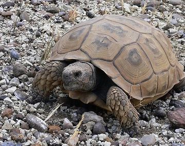 TORTUGA