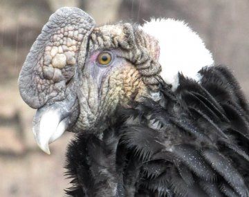 Increíbles imágenes de un encuentro cercano con cóndores en Neuquén