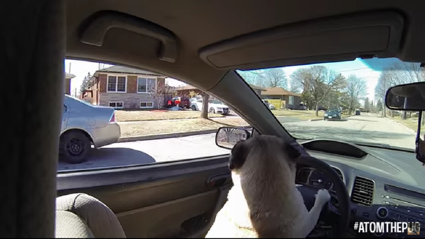 Mirá el gracioso perro que maneja como un humano