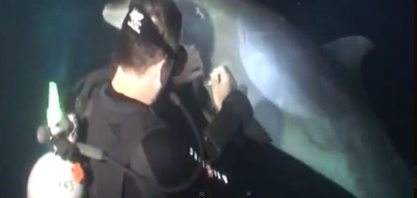 Cómo ganarse amigos: delfín pide ayuda a un buzo en el fondo del mar