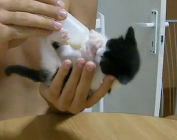 Un lindo gatito que se desespera a la hora de tomar de la mamadera