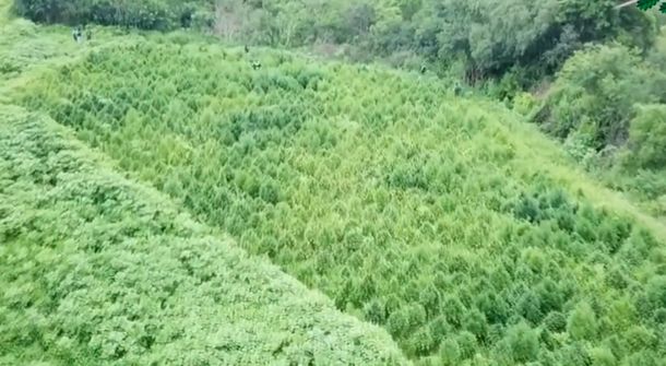 Salta: encontraron un cultivo de 10.000 plantas de marihuana