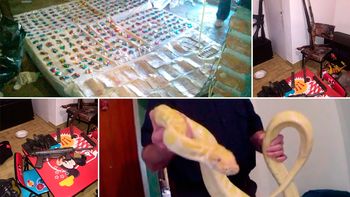 cayo la banda de piton blanca: secuestran 16 mil dosis de cocaina y armas cayo la banda de piton blanca: secuestran 16 mil dosis de cocaina y armas