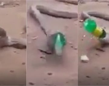 Una cobra vomitó una botella de plástico entera