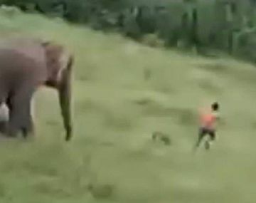 Dramático: un elefante mató a pisotones a un nene que se acercó demasiado a la manada