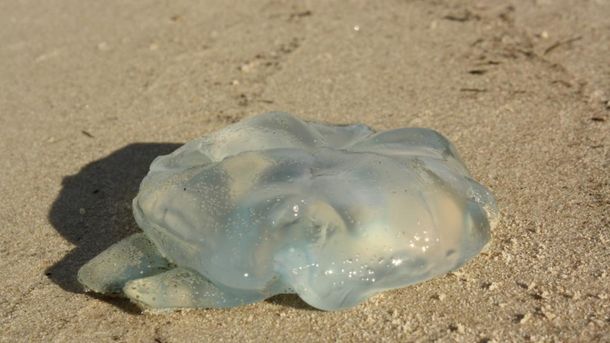 Cómo evitar que te piquen las aguavivas en el mar durante el verano