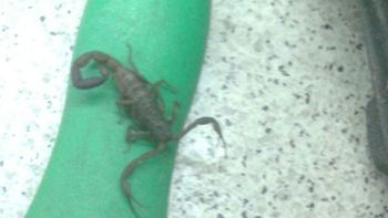 La empleada de la Línea B que fue picada por un alacrán ya fue dada de alta del Hospital Muñiz La empleada de la Línea B que fue picada por un alacrán ya fue dada de alta del Hospital Muñiz