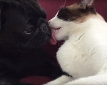 El tierno video entre un perro y un gato que se besan hasta dormirse