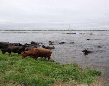 Aseguran que no habrá escasez de alimentos por las inundaciones en la Provincia