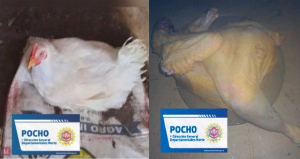 Le roban la gallina y la recupera pero tarde: estaba pelada en la parrilla y a punto de ser comida