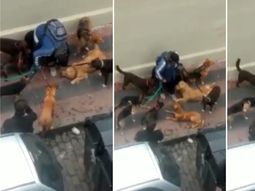 VIDEO: escrachan a un paseador de perros maltratador