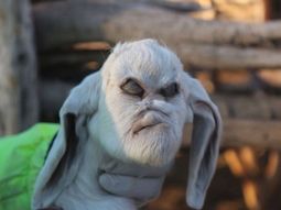 Éste es el cabrito con rostro humano que conmocionó a San Luis