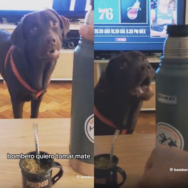 El perro que odia los termos por un particular motivo y es viral