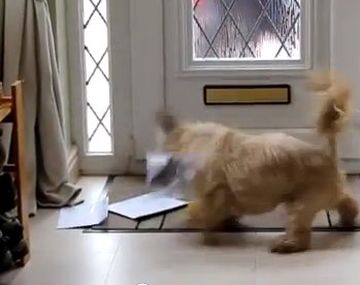 Un perro que es la pesadilla de todos los carteros