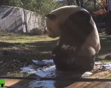 Super tierno: el oso panda más limpio del mundo