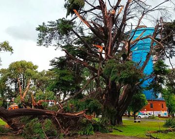 Temporal en Miramar: murió un joven de 18 años por la caída de un árbol