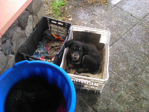 Sin corazón: una mujer tiró dos cachorros al lago Nahuel Huapi