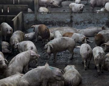 Tras la peste porcina africana