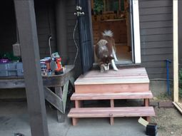 Este perro no puede superar un trauma