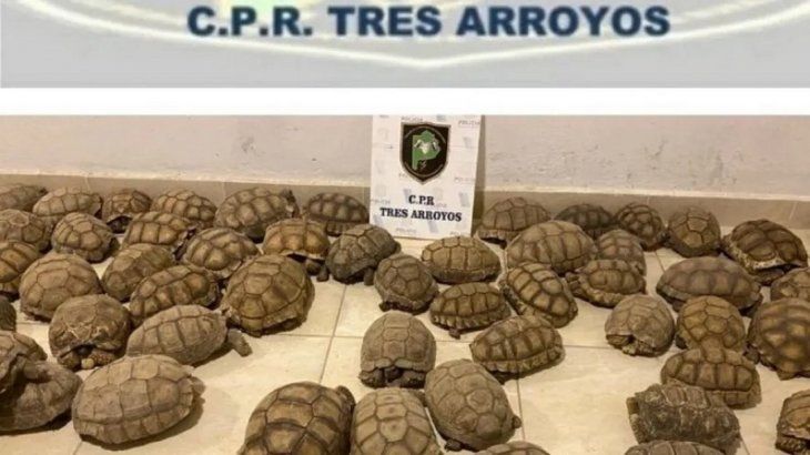 rescate-tortugasjpeg